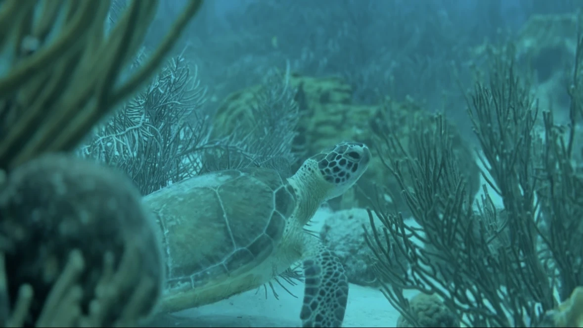Tortuga entre corales