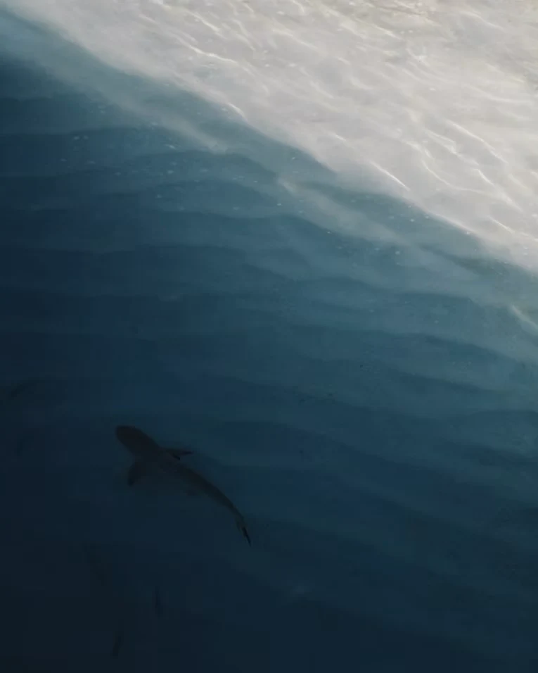 Dive — Alpha Nomads Co.